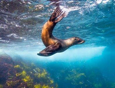 Seal-Montague-Island